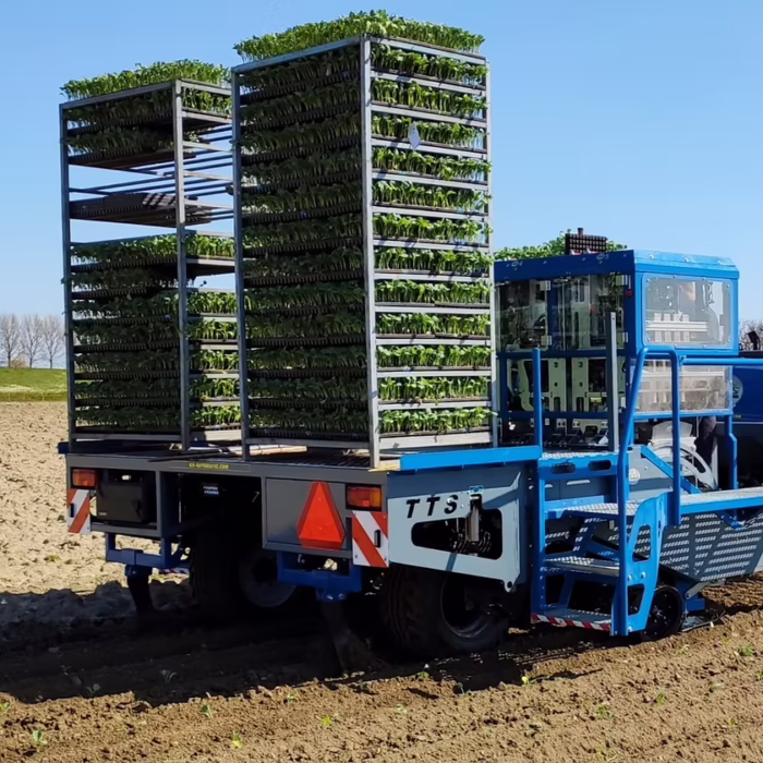 Brassica planter