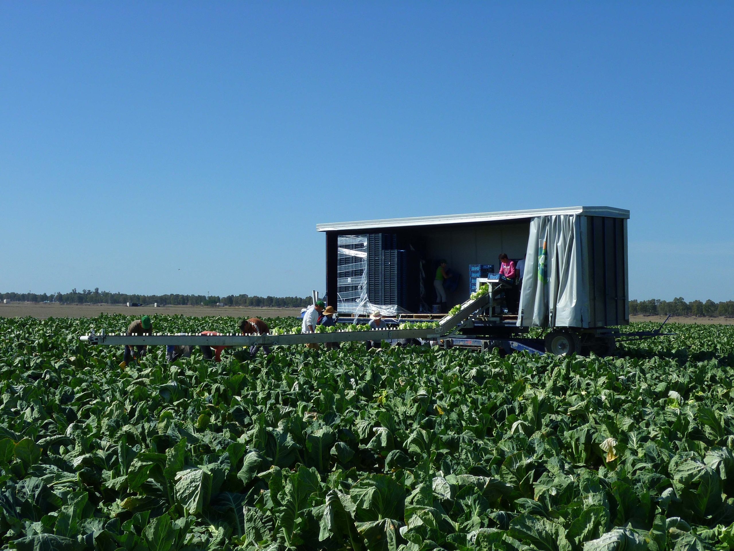 Constructie product, oogstrups bloemkool